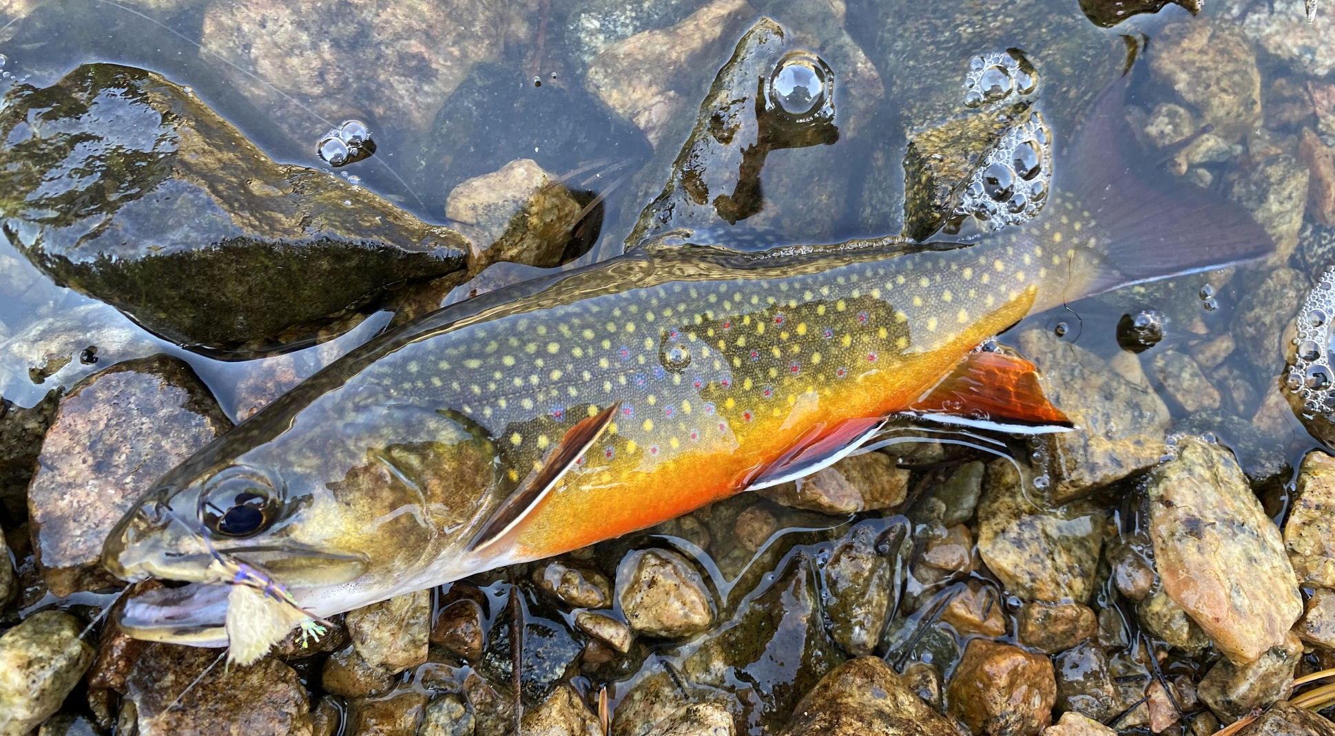 Fish food